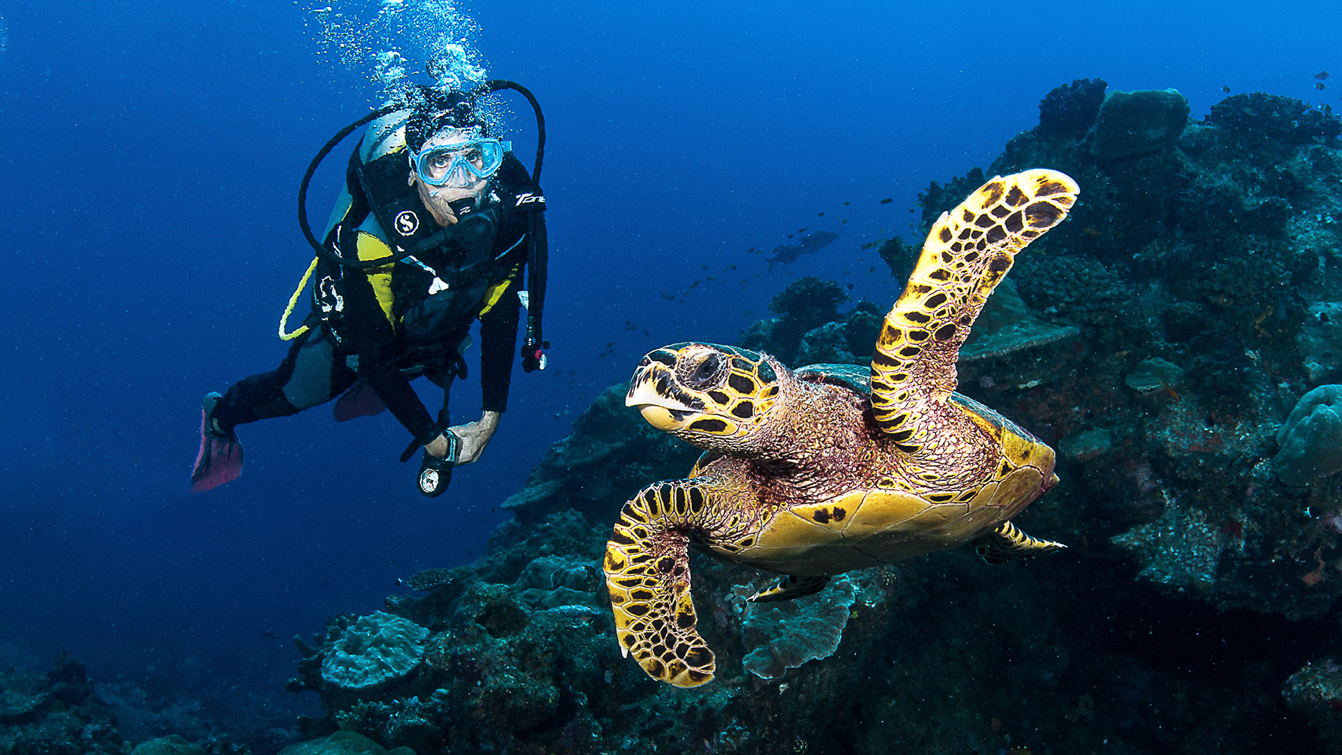 Expériences Uniques à El Nido la plongee sous marine